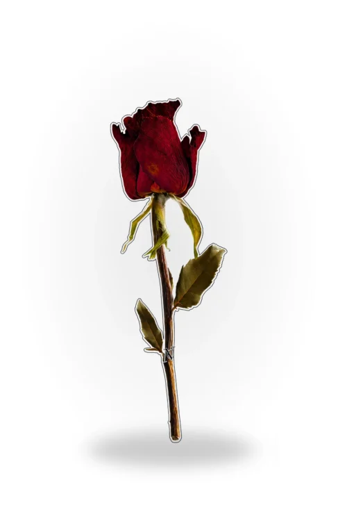 Book Mark - Red dry flower