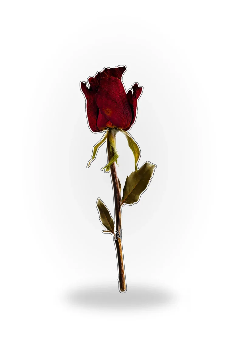 Book Mark - Red dry flower